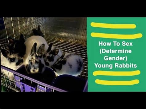 bunny rabbit sex|How to Determine the Sex of a Rabbit: Step.